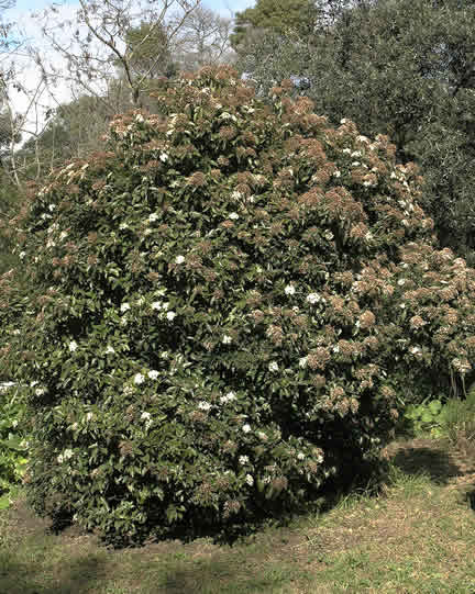 A mature plant  in the Quinta de Sao Pedro, Portugal.